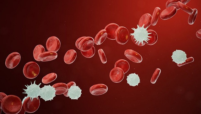 Bệnh ung thư máu không có khả năng lây truyền từ người sang người